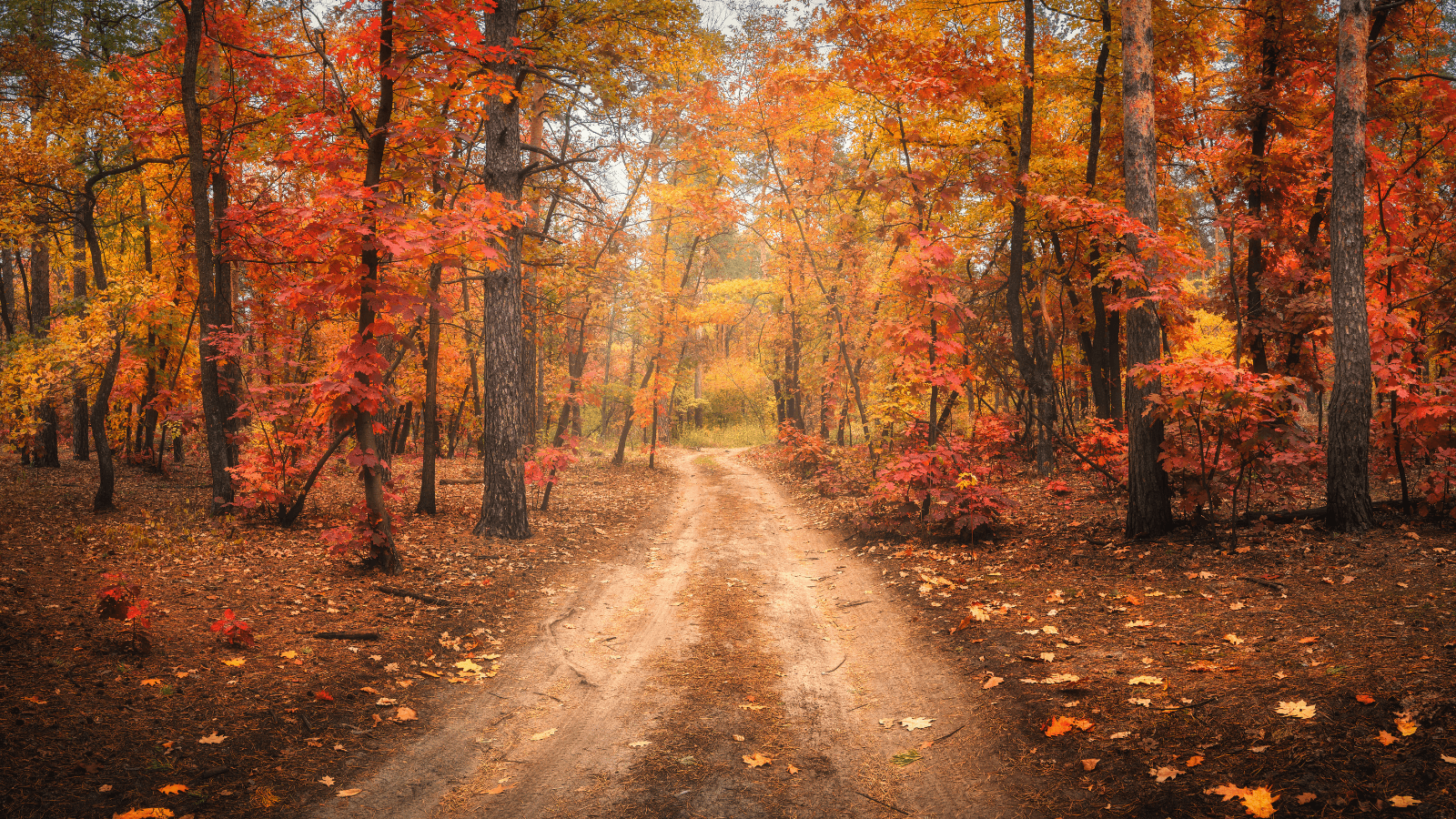 Dirt road in autumn forest in fog. Red foggy forest with trail. Colorful landscape with beautiful enchanted trees with orange and red leaves in fall. Mystical woods in october. Woodland. Nature