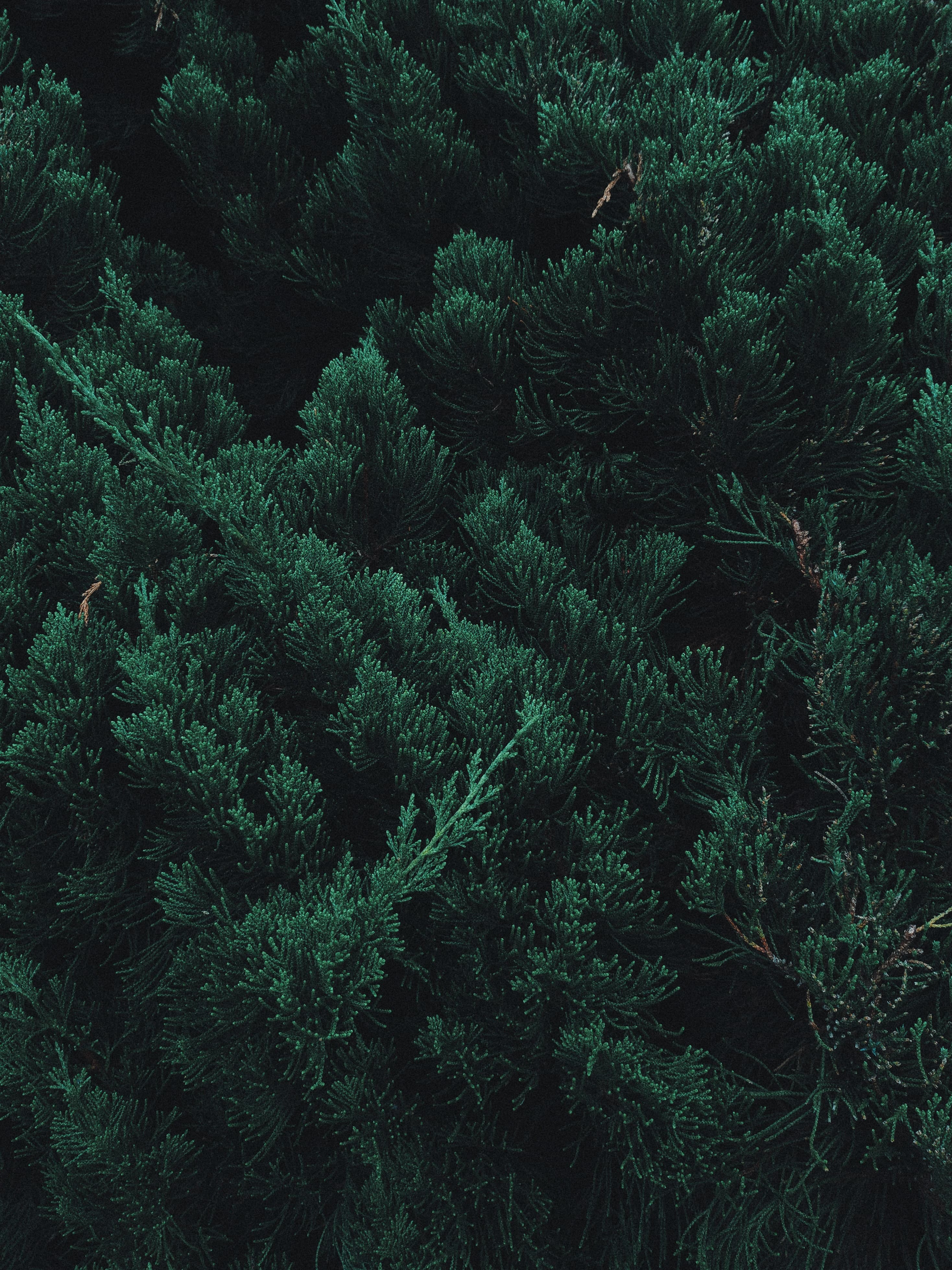 above angle photo of trees