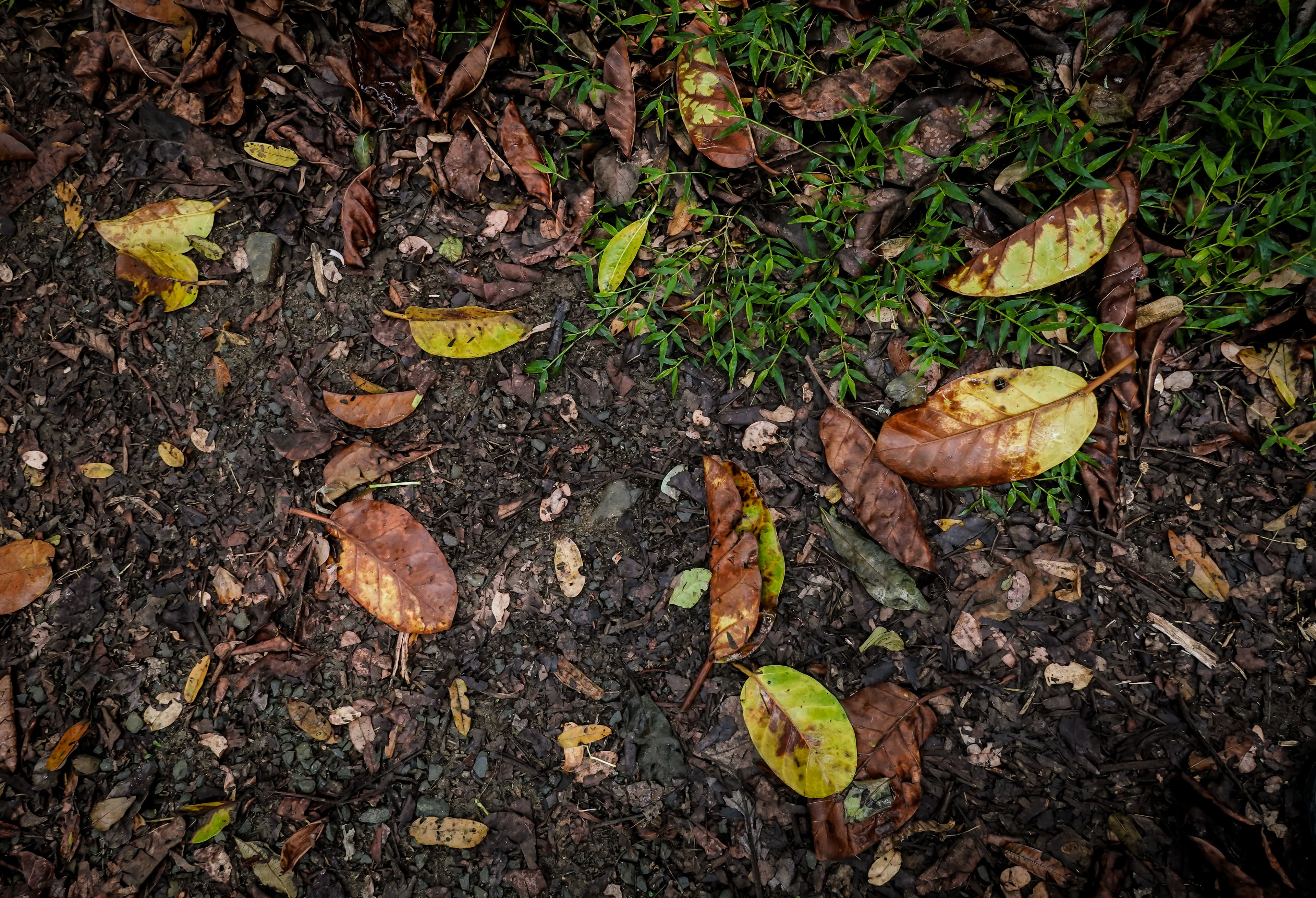 compost pile