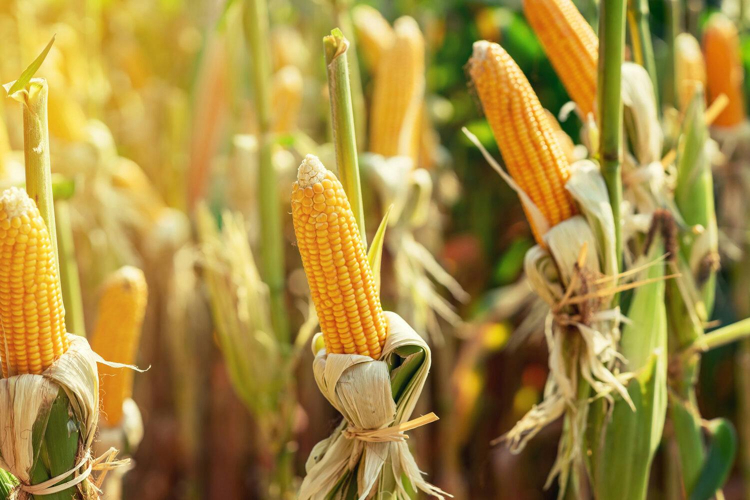 Corn in Field - Main Image