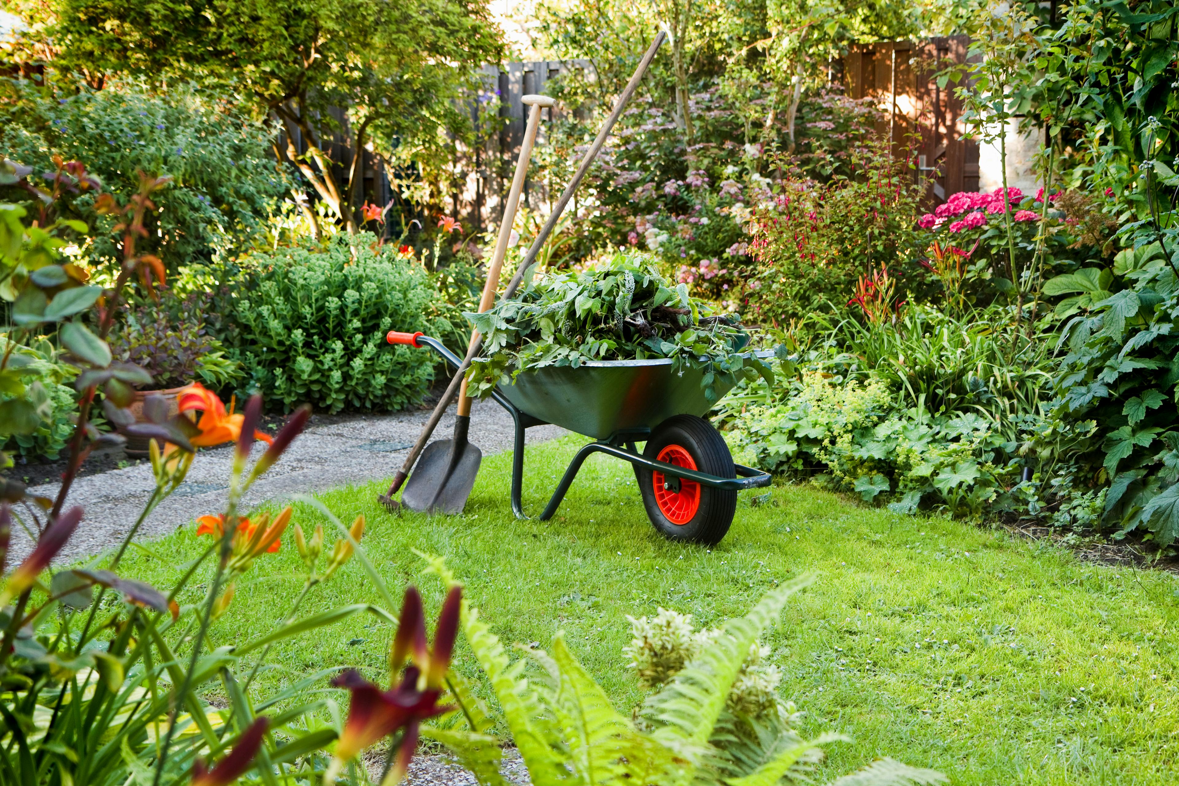A bucolic garden with a well manicured lawn hosts a wheelbarrow with trimmings and a shovel and rake lean against it